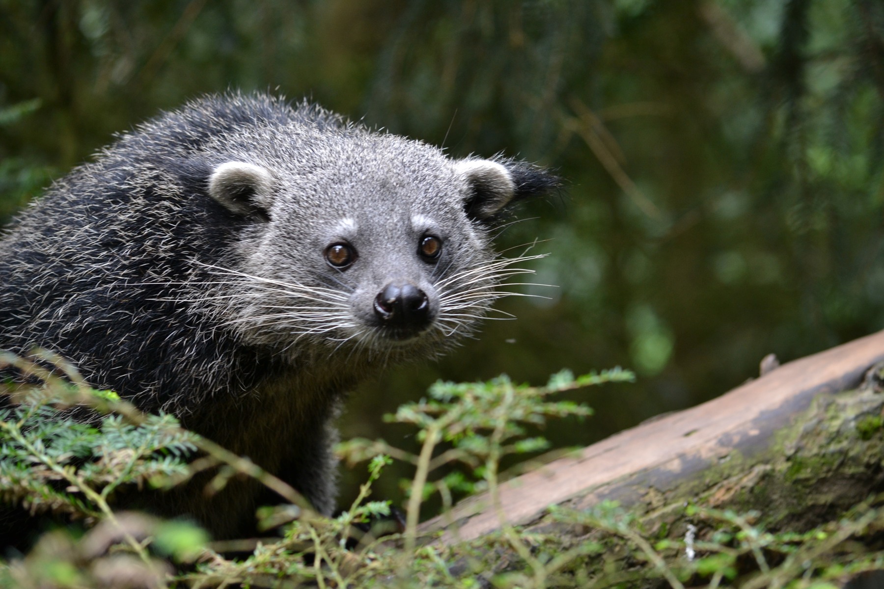 Beermarter in Dierenpark Wissel, 2012. Tim Strater / Wikimedia Commons, CC BY-SA 2.0; verkleind.