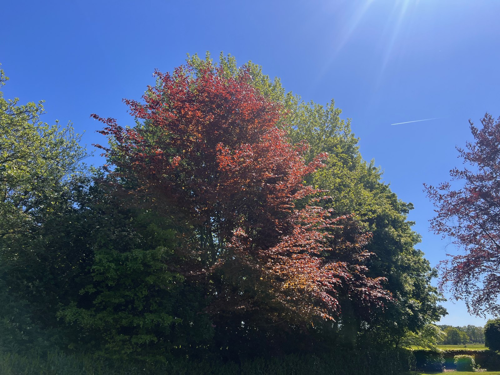 De grote bomen in zomers licht.